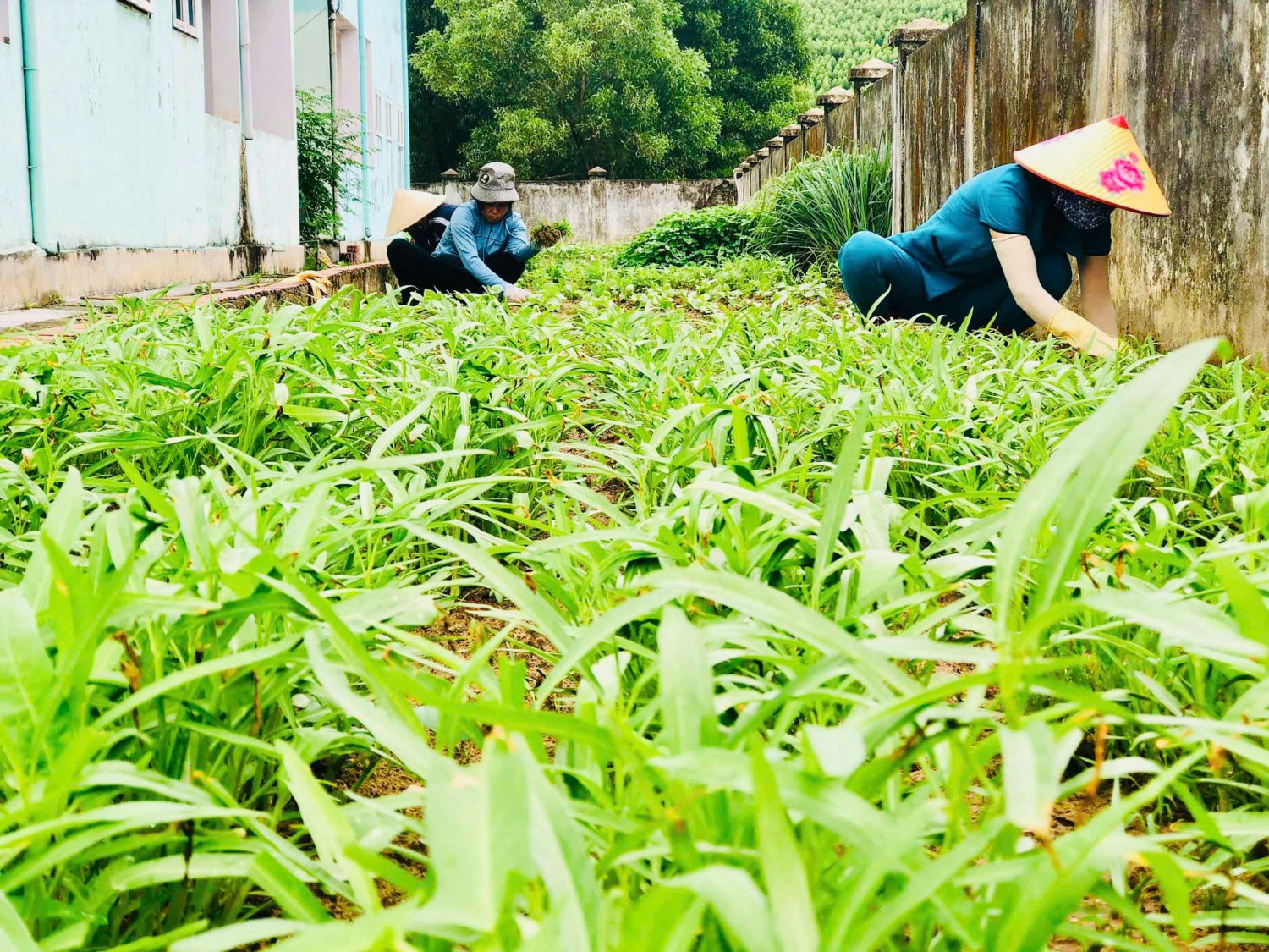 TRƯỜNG MẦM NON KỲ TRINH PHỐI HỢP VỚI PHỤ HUYNH HỌC SINH TỔ CHỨC LAO ĐỘNG VỆ SINH TẠO CẢNH QUAN MÔI TRƯỜNG SÁNG, XANH, SẠCH, ĐẸP VÀ THÂN THIỆN